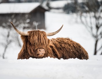 Schottisches Hochlandrind im Schnee 