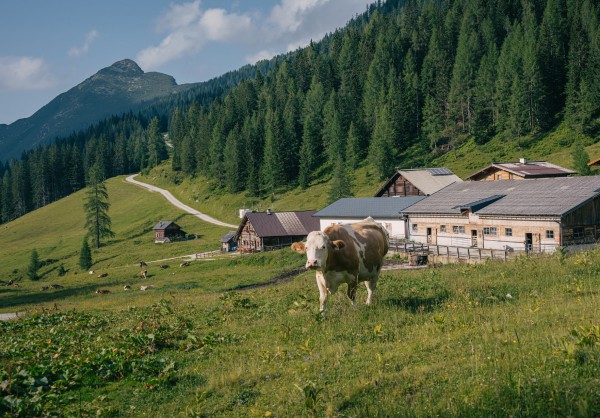 Kühe auf der Alm © Altenmarkt-Zauchensee - Christian Schartner 