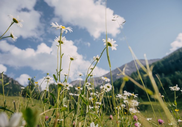 Blumenwanderung © Altenmarkt-Zauchensee Tourismus 