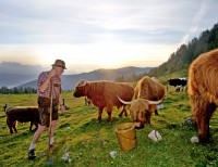Rinderzucht in Altemarkt