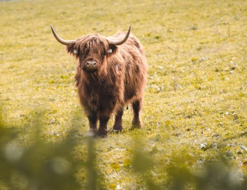 Schottische Hochlandrinder