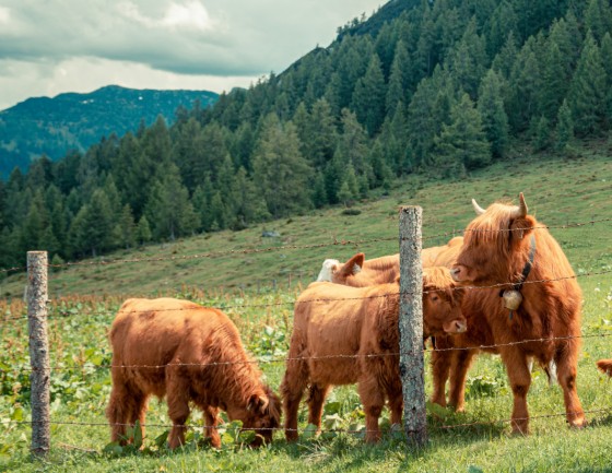 Unsere Rieder auf der Alm