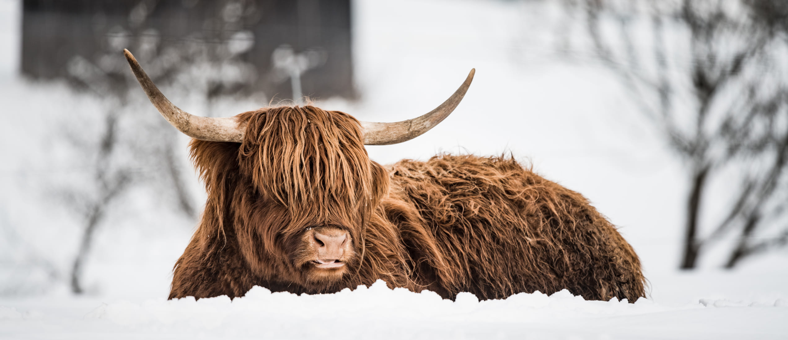 Schottisches Hochlandrind im Winter im Schnee