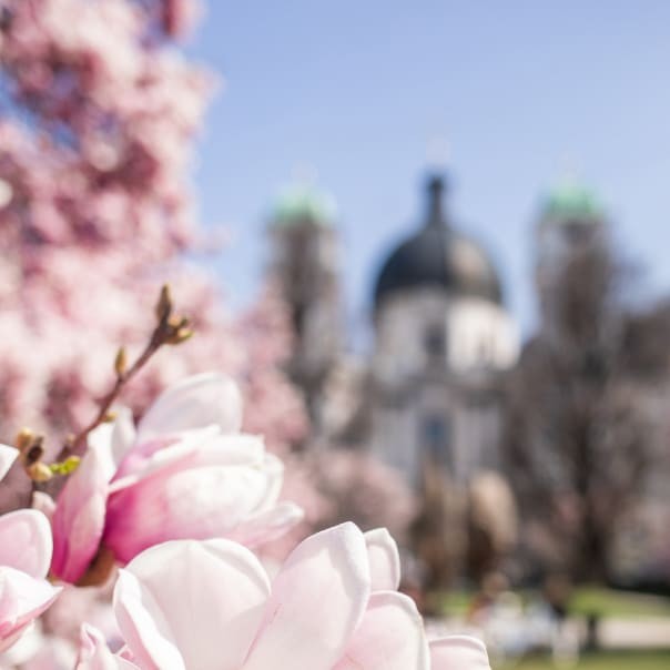 Magnolien am Makartplatz in der Stadt Salzburg SalzburgerLand Tourismus - Michael Groessinger