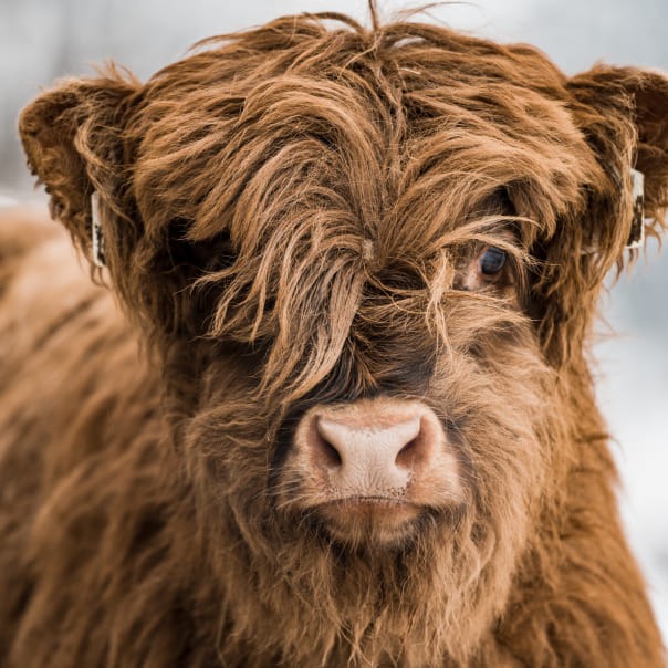 Scheffer's Landwirtschaft Zottl im Winter
